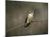 Hummingbird Portrait-Jai Johnson-Mounted Giclee Print