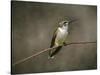 Hummingbird Portrait-Jai Johnson-Stretched Canvas