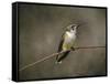 Hummingbird Portrait-Jai Johnson-Framed Stretched Canvas