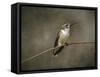 Hummingbird Portrait-Jai Johnson-Framed Stretched Canvas