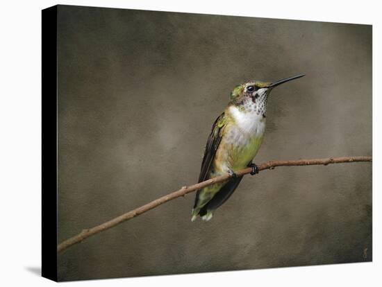 Hummingbird Portrait-Jai Johnson-Stretched Canvas