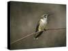 Hummingbird Portrait-Jai Johnson-Stretched Canvas