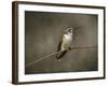 Hummingbird Portrait-Jai Johnson-Framed Giclee Print