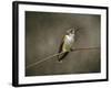 Hummingbird Portrait-Jai Johnson-Framed Giclee Print