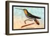 Hummingbird: Ramphodon Naevius-Sir William Jardine-Framed Art Print