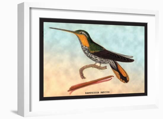 Hummingbird: Ramphodon Naevius-Sir William Jardine-Framed Art Print