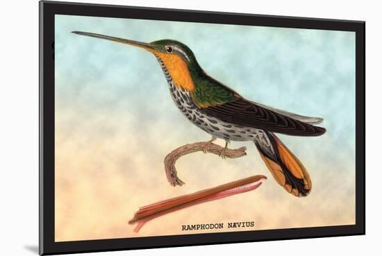 Hummingbird: Ramphodon Naevius-Sir William Jardine-Mounted Art Print