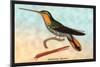 Hummingbird: Ramphodon Naevius-Sir William Jardine-Mounted Art Print