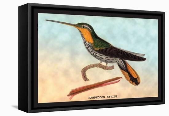 Hummingbird: Ramphodon Naevius-Sir William Jardine-Framed Stretched Canvas