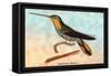 Hummingbird: Ramphodon Naevius-Sir William Jardine-Framed Stretched Canvas