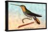 Hummingbird: Ramphodon Naevius-Sir William Jardine-Stretched Canvas