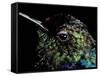 Hummingbird Resting, Barro Colorado Island, Panama-Christian Ziegler-Framed Stretched Canvas