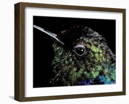 Hummingbird Resting, Barro Colorado Island, Panama-Christian Ziegler-Framed Photographic Print