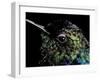 Hummingbird Resting, Barro Colorado Island, Panama-Christian Ziegler-Framed Photographic Print