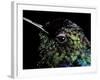 Hummingbird Resting, Barro Colorado Island, Panama-Christian Ziegler-Framed Photographic Print