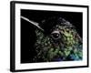 Hummingbird Resting, Barro Colorado Island, Panama-Christian Ziegler-Framed Photographic Print