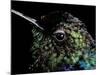 Hummingbird Resting, Barro Colorado Island, Panama-Christian Ziegler-Mounted Photographic Print