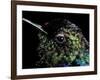 Hummingbird Resting, Barro Colorado Island, Panama-Christian Ziegler-Framed Photographic Print