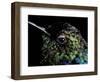 Hummingbird Resting, Barro Colorado Island, Panama-Christian Ziegler-Framed Photographic Print