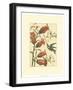 Hummingbird Reverie II-Vision Studio-Framed Art Print