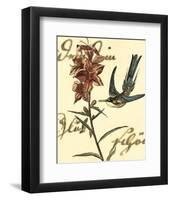 Hummingbird Reverie IV-null-Framed Art Print