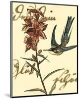 Hummingbird Reverie IV-null-Mounted Art Print