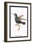 Hummingbird: Troceilus Cyaneus-Sir William Jardine-Framed Art Print