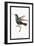 Hummingbird: Troceilus Cyaneus-Sir William Jardine-Framed Art Print