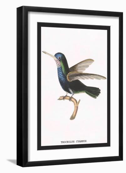 Hummingbird: Troceilus Cyaneus-Sir William Jardine-Framed Art Print