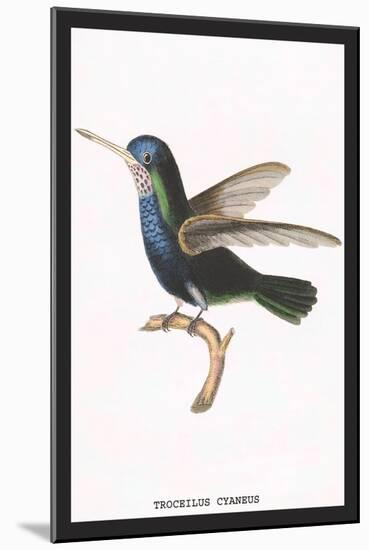 Hummingbird: Troceilus Cyaneus-Sir William Jardine-Mounted Art Print