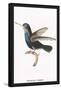 Hummingbird: Troceilus Cyaneus-Sir William Jardine-Framed Stretched Canvas