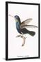 Hummingbird: Troceilus Cyaneus-Sir William Jardine-Stretched Canvas