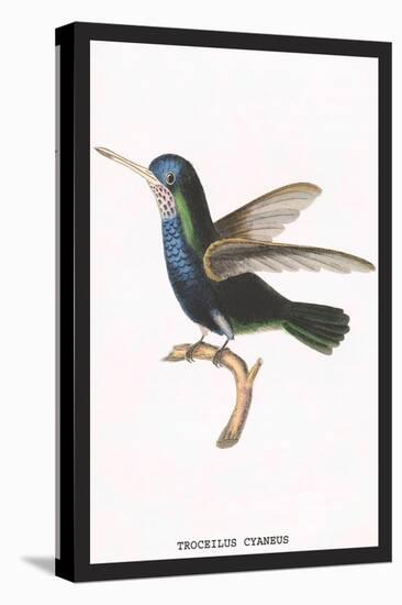 Hummingbird: Troceilus Cyaneus-Sir William Jardine-Stretched Canvas