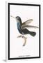 Hummingbird: Troceilus Cyaneus-Sir William Jardine-Framed Art Print