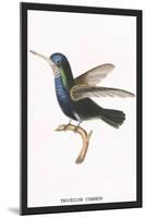 Hummingbird: Troceilus Cyaneus-Sir William Jardine-Mounted Art Print