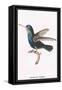 Hummingbird: Troceilus Cyaneus-Sir William Jardine-Framed Stretched Canvas