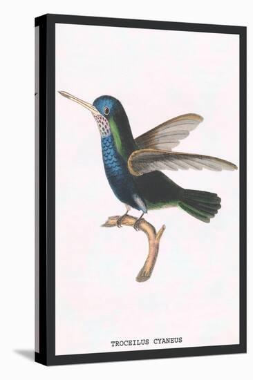 Hummingbird: Troceilus Cyaneus-Sir William Jardine-Stretched Canvas