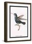 Hummingbird: Troceilus Cyaneus-Sir William Jardine-Framed Art Print