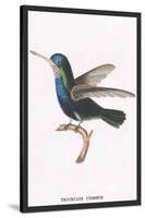 Hummingbird: Troceilus Cyaneus-Sir William Jardine-Stretched Canvas