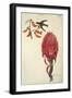 Hummingbird (Trochilidae) and Pineapple (Ananas Comosus) by Lejeune, 1822-null-Framed Premium Giclee Print