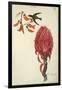 Hummingbird (Trochilidae) and Pineapple (Ananas Comosus) by Lejeune, 1822-null-Framed Giclee Print