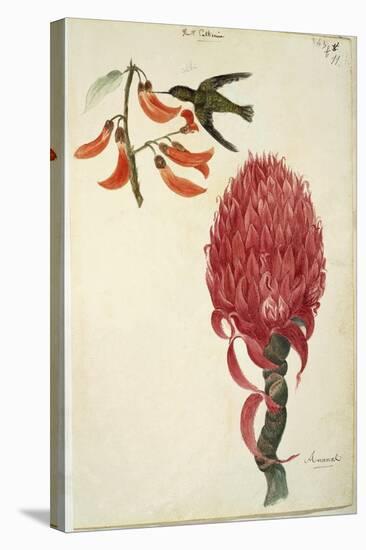Hummingbird (Trochilidae) and Pineapple (Ananas Comosus) by Lejeune, 1822-null-Stretched Canvas
