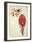 Hummingbird (Trochilidae) and Pineapple (Ananas Comosus) by Lejeune, 1822-null-Framed Giclee Print