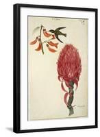 Hummingbird (Trochilidae) and Pineapple (Ananas Comosus) by Lejeune, 1822-null-Framed Giclee Print