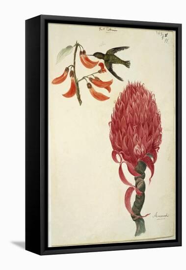 Hummingbird (Trochilidae) and Pineapple (Ananas Comosus) by Lejeune, 1822-null-Framed Stretched Canvas