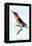 Hummingbird: Trochilus Anna-Sir William Jardine-Framed Stretched Canvas