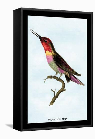 Hummingbird: Trochilus Anna-Sir William Jardine-Framed Stretched Canvas