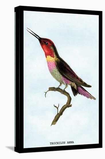 Hummingbird: Trochilus Anna-Sir William Jardine-Stretched Canvas