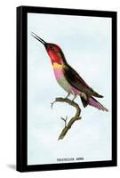 Hummingbird: Trochilus Anna-Sir William Jardine-Framed Stretched Canvas