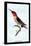 Hummingbird: Trochilus Anna-Sir William Jardine-Framed Stretched Canvas